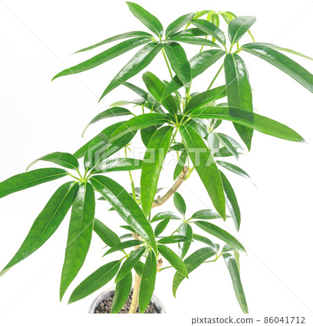 觀賞植物，主廚 Rera Angastifolia 的葉子 [白色背景] 86041712