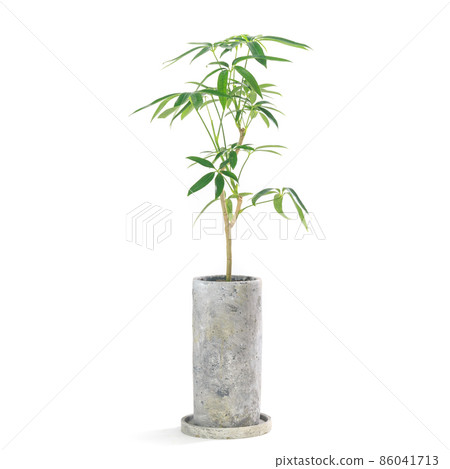 觀葉植物盆栽，主廚 Rera Angastifolia [白色背景] 86041713