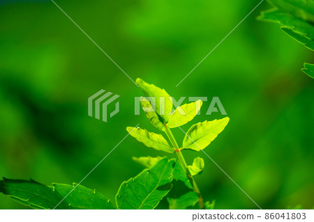 Sansho leaves 86041803