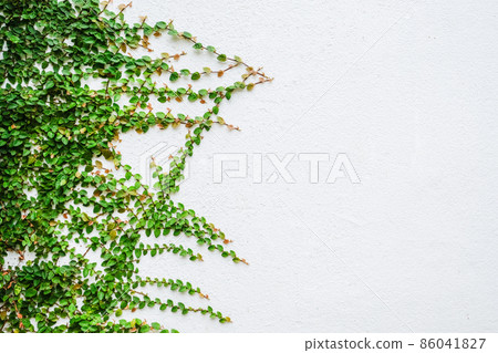 Ivy plant leaves growth and climbing on isolated white wall background. 86041827