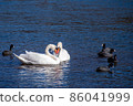 Lake Kawaguchiko Mute Swan Heart 20220118.jpg 86041999