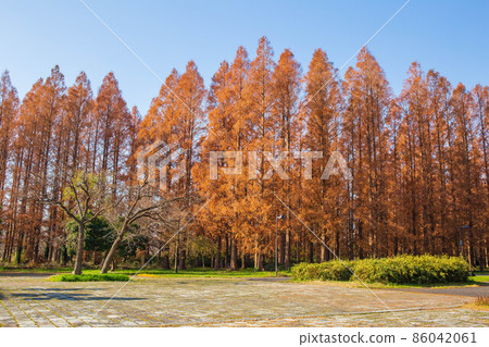 秋天 東京 秋葉 水本公園 水杉林 86042061