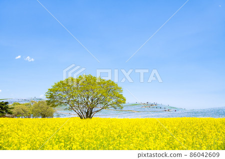 茨城縣國立日立海濱公園-油菜花和油菜花- 茨城縣國立日立海濱公園-油菜花和油菜花- 86042609