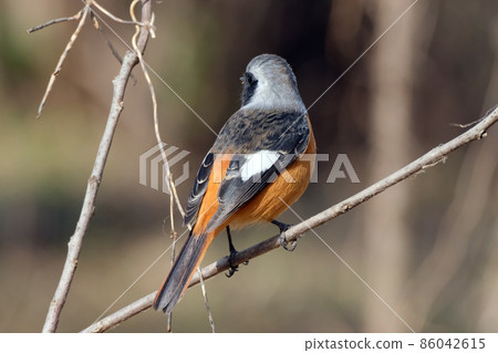 Daurian Redstart 面朝後停在樹枝上 Daurian Redstart 面朝後停在樹枝上 86042615