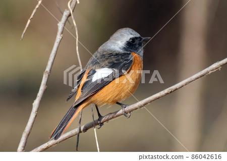 Daurian Redstart 側身轉向並停在樹枝上 86042616