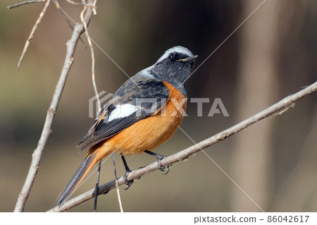 Daurian Redstart 彎著脖子停在樹枝上 Daurian Redstart 彎著脖子停在樹枝上 86042617