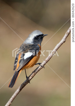 Daurian Redstart that turns sideways and stops on a twig Daurian Redstart that turns sideways and stops on a twig 86042620