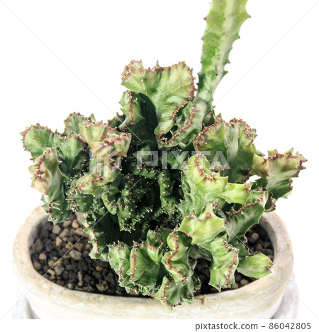 Euphorbia lactea crystata 雜色大戟 86042805