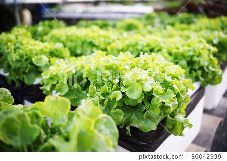 Hydroponic organic vegetables salad garden cultivation at home garden Hydroponic organic vegetables salad garden cultivation at home garden 86042939