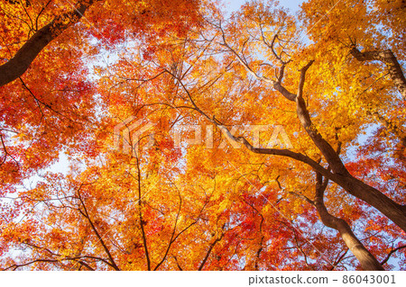 Mizumoto Park in autumn colors in Tokyo in autumn 86043001