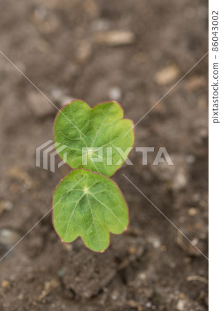 Nasturtium buds 86043002