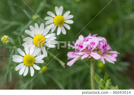 德國洋甘菊和玫瑰天竺葵花 86043014