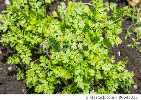 田野裡的綠色山蘿蔔葉 86043015