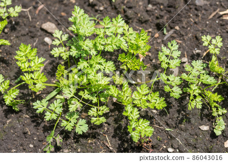 田野裡的綠色山蘿蔔葉 86043016