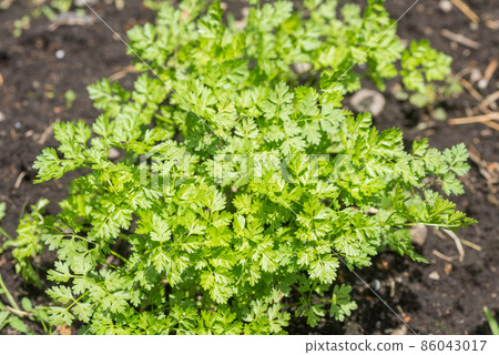 田野裡的綠色山蘿蔔葉 86043017