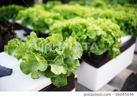 Hydroponic organic vegetables salad garden cultivation at home garden Hydroponic organic vegetables salad garden cultivation at home garden 86043046