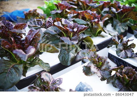 Hydroponic organic vegetables salad garden cultivation at home garden Hydroponic organic vegetables salad garden cultivation at home garden 86043047