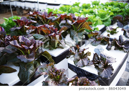 Hydroponic organic vegetables salad garden cultivation at home garden Hydroponic organic vegetables salad garden cultivation at home garden 86043049