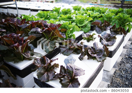 Hydroponic organic vegetables salad garden cultivation at home garden Hydroponic organic vegetables salad garden cultivation at home garden 86043050