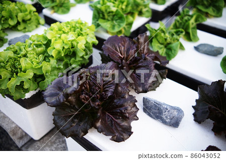 Hydroponic organic vegetables salad garden cultivation at home garden Hydroponic organic vegetables salad garden cultivation at home garden 86043052