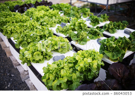 Hydroponic organic vegetables salad garden cultivation at home garden Hydroponic organic vegetables salad garden cultivation at home garden 86043053