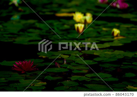 Photographing water lilies in the water forest of Mizunomori Water Botanical Garden, Kusatsu City, Shiga Prefecture Photographing water lilies in the water forest of Mizunomori Water Botanical Garden, Kusatsu City, Shiga Prefecture 86043170