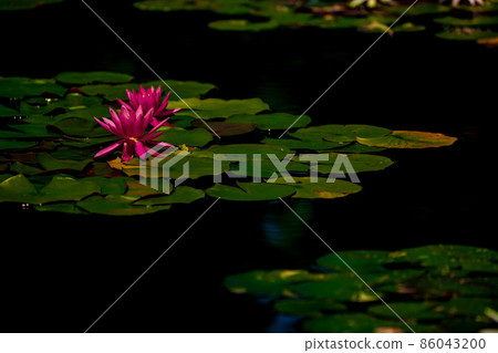 在滋賀縣草津市水之森水上植物園的水森林裡拍攝睡蓮 86043200