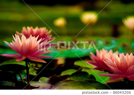 在滋賀縣草津市水之森水上植物園的水森林裡拍攝睡蓮 86043208