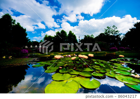 Photographing water lilies in the water forest of Mizunomori Water Botanical Garden, Kusatsu City, Shiga Prefecture 86043217