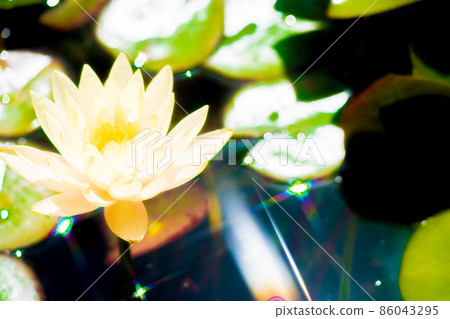 Photographing water lilies in the water forest of Mizunomori Water Botanical Garden, Kusatsu City, Shiga Prefecture 86043295