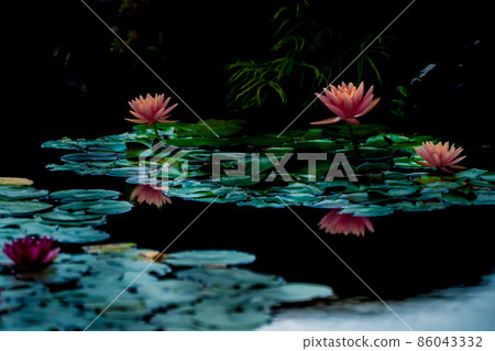 在滋賀縣草津市水之森水上植物園的水森林裡拍攝睡蓮 86043332
