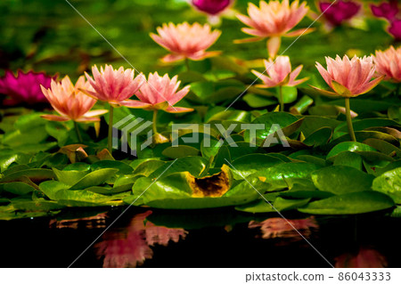 在滋賀縣草津市水之森水上植物園的水森林裡拍攝睡蓮 86043333