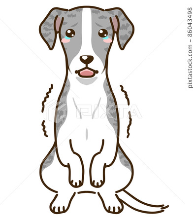 受驚的惠比特犬（藍色斑紋） 86043498