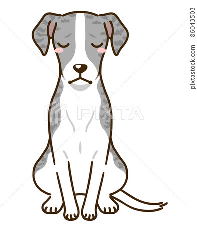 沮喪的惠比特犬（藍斑） 86043503