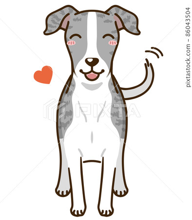Natsuki Whippet (Blue Brindle) Natsuki Whippet (Blue Brindle) 86043504