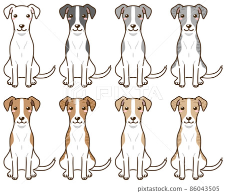 Whippets of various coat colors Whippets of various coat colors 86043505