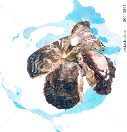 牡蠣插圖照片素材 86043891