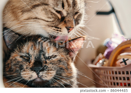 Fluffy cat licks small kitten with its tongue. Pussycat relaxes when its mother cat washes it. Hygiene of pets. Taking care of animals. Fluffy cat licks small kitten with its tongue. Pussycat relaxes when its mother cat washes it. Hygiene of pets. Taking care of animals. 86044485