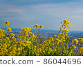 山上的油菜花 86044696