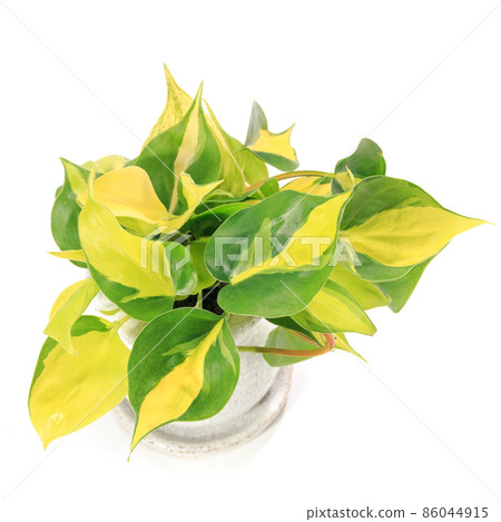 觀賞植物，Philodendron 巴西葉 [白色背景] 86044915