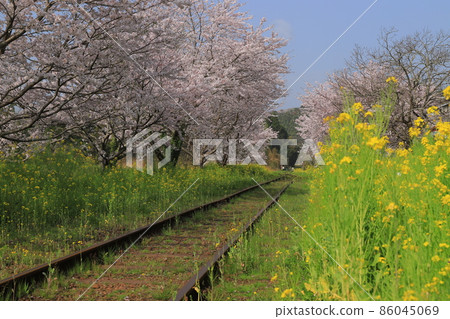 Isumi Railway, rape blossoms and cherry blossoms on the local line of the Boso Peninsula Isumi Railway, rape blossoms and cherry blossoms on the local line of the Boso Peninsula 86045069