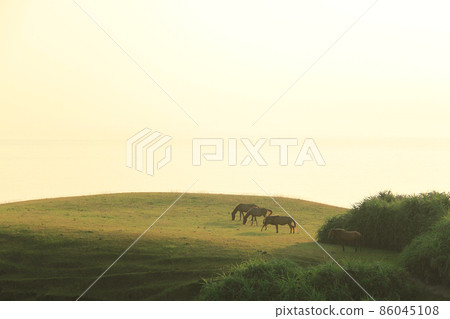 The westernmost point of Japan, Okinawa, Yonaguni Island, the scenery of Higashizaki, Yonaguni horse shining in the morning sun 86045108
