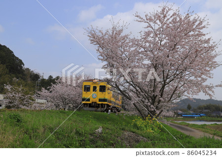 房總半島地方線的Isumi鐵路,櫻花和油菜花 房總半島地方線的Isumi鐵路,櫻花和油菜花 86045234