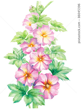 Watercolor illustration of hollyhocks 86045396