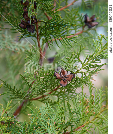 Branch of thuja with cones Branch of thuja with cones 86045821