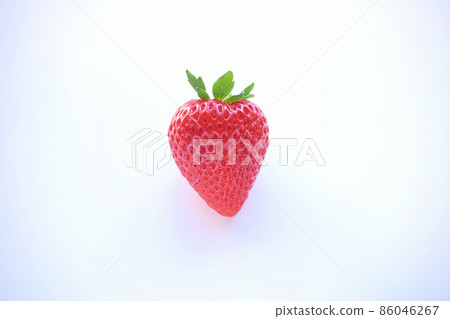 栃木縣草莓新品種栃愛花 86046267