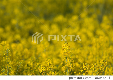 Rape blossoms that stand out against the backdrop of a yellow flower field Rape blossoms that stand out against the backdrop of a yellow flower field 86046321