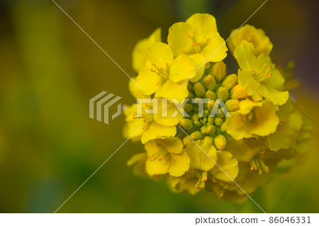 Rape blossoms with buds Rape blossoms with buds 86046331