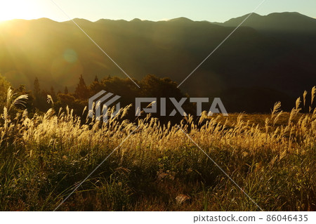 Mt. Haguro Early morning pampas grass Mt. Haguro Early morning pampas grass 86046435