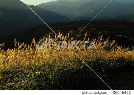 Mt. Haguro Early morning pampas grass Mt. Haguro Early morning pampas grass 86046436